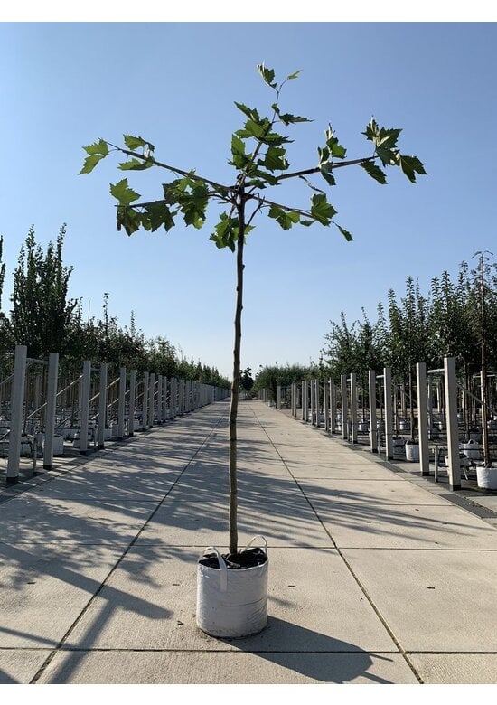 Dachplatane | Platanus hispanica