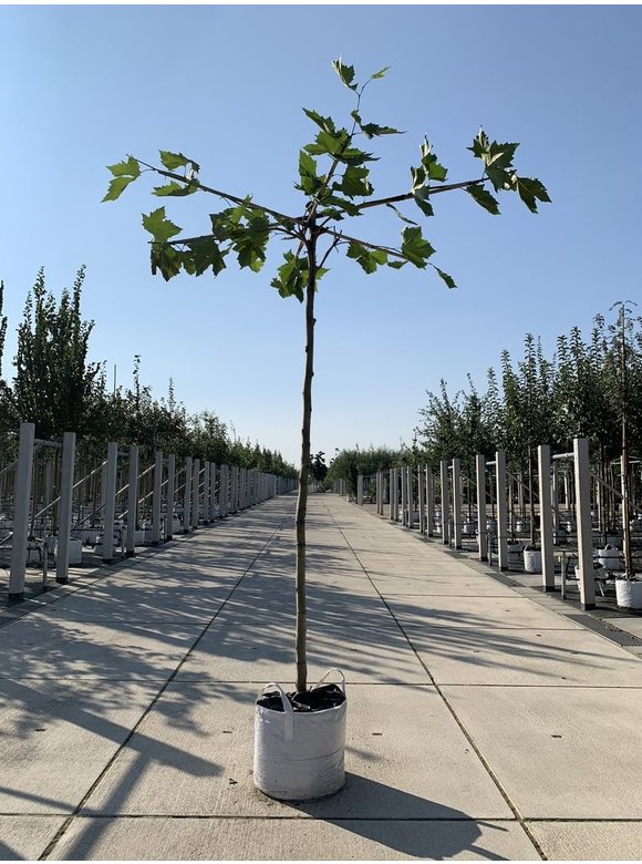 Dachplatane | Platanus hispanica Dachplatane | Platanus hispanica