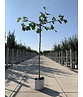 Dachplatane | Platanus hispanica Dachplatane | Platanus hispanica