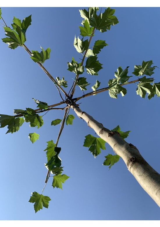 Dachplatane | Platanus hispanica