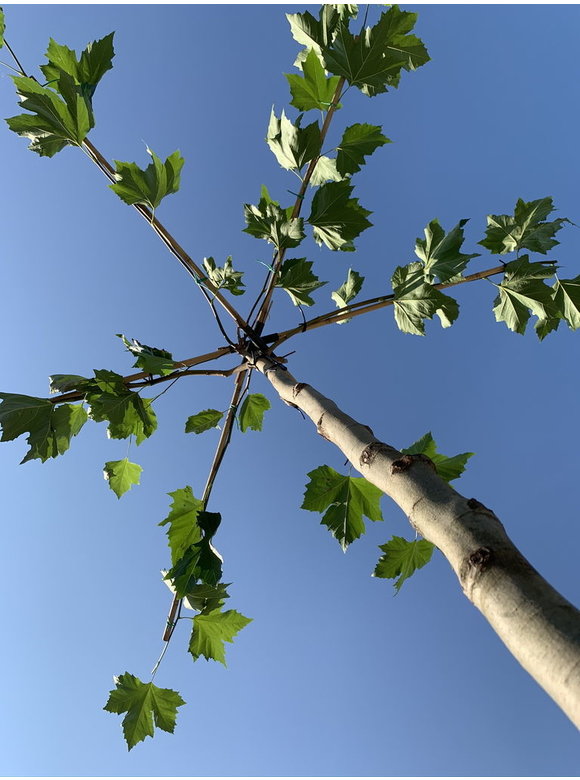 Dachplatane | Platanus hispanica Dachplatane | Platanus hispanica