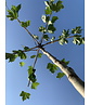 Dachplatane | Platanus hispanica