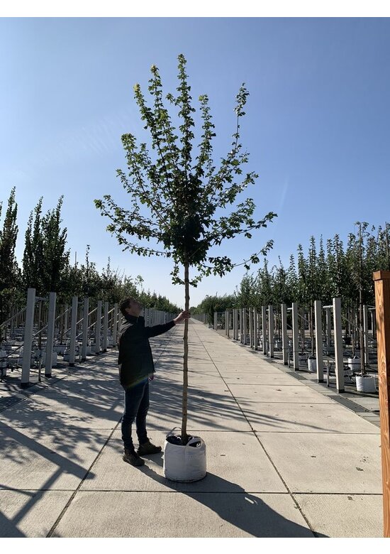Feld-Ahorn 'Elegant' | Acer campestre 'Elegant' Feld-Ahorn 'Elegant' | Acer campestre 'Elegant'