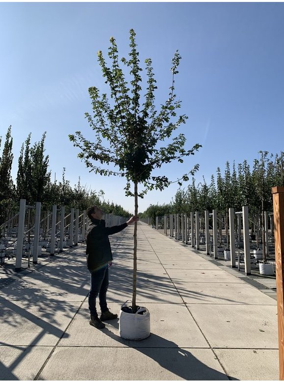 Feld-Ahorn 'Elegant' | Acer campestre 'Elegant' Feld-Ahorn 'Elegant' | Acer campestre 'Elegant'