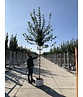 Feld-Ahorn 'Elegant' | Acer campestre 'Elegant' Feld-Ahorn 'Elegant' | Acer campestre 'Elegant'