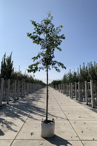 Zürgelbaum - Südlicher Zürgelbaum | Celtis australis Zürgelbaum - Südlicher Zürgelbaum | Celtis australis