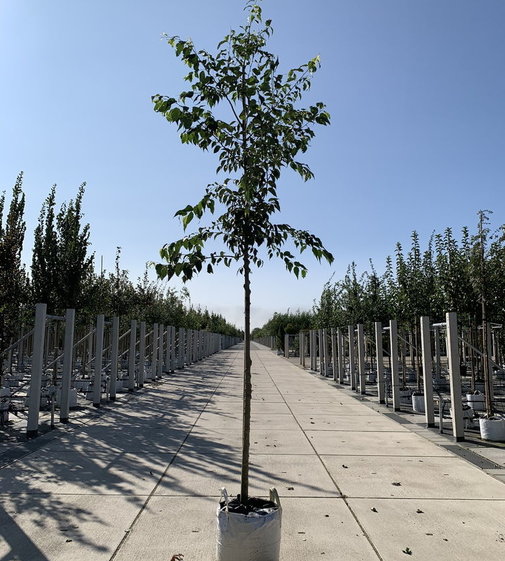 Europäischer Zürgelbaum Celtis australis Venovi