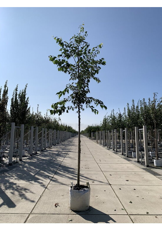 Zürgelbaum - Südlicher Zürgelbaum | Celtis australis