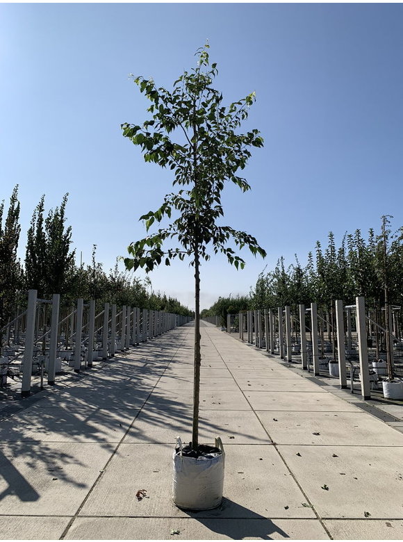 Europäischer Zürgelbaum - Südlicher Zürgelbaum | Celtis australis Europäischer Zürgelbaum - Südlicher Zürgelbaum | Celtis australis
