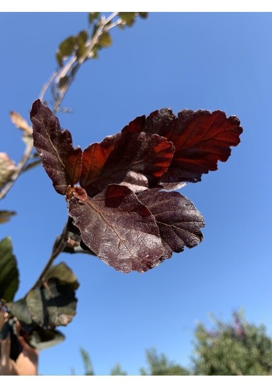 Säulen-Buche 'Red Obelisk' | Fagus sylvatica 'Red Obelisk'