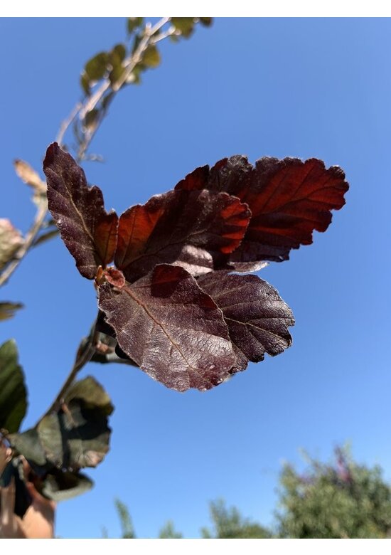 Säulen-Buche 'Red Obelisk' | Fagus sylvatica 'Red Obelisk'