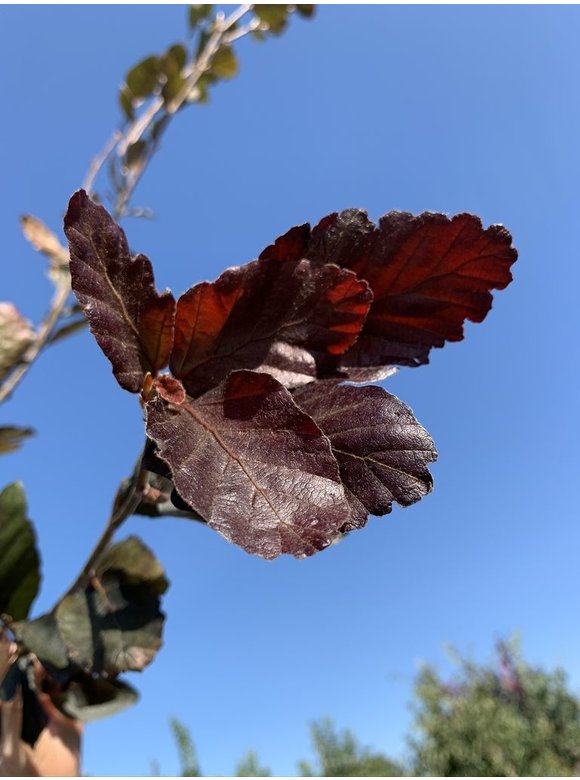 Säulen-Buche 'Red Obelisk' | Fagus sylvatica 'Red Obelisk' Säulen-Buche 'Red Obelisk' | Fagus sylvatica 'Red Obelisk'