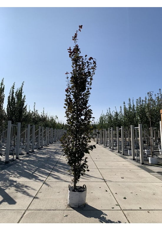 Säulen-Buche 'Red Obelisk' | Fagus sylvatica 'Red Obelisk'