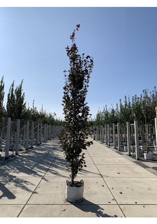 Säulen-Buche 'Red Obelisk' | Fagus sylvatica 'Red Obelisk'