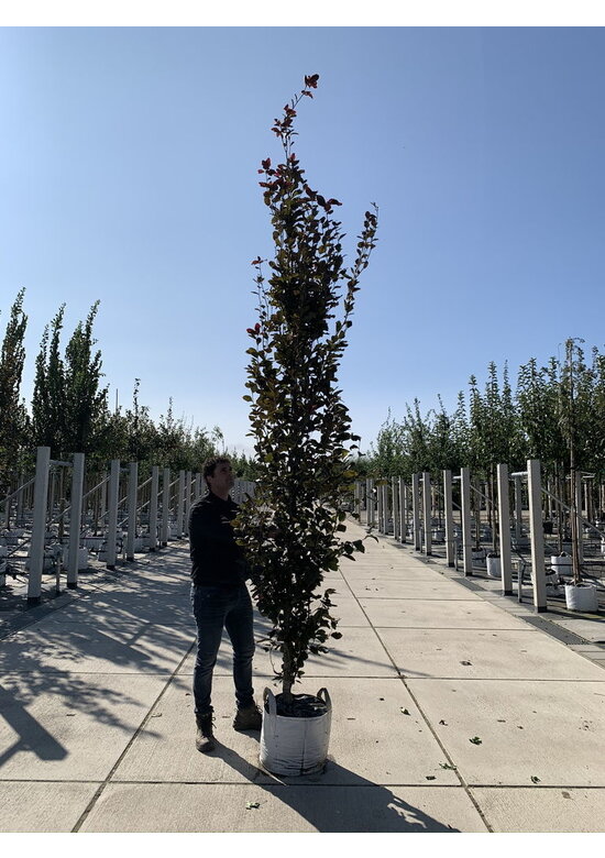 Säulen-Buche 'Red Obelisk' | Fagus sylvatica 'Red Obelisk'