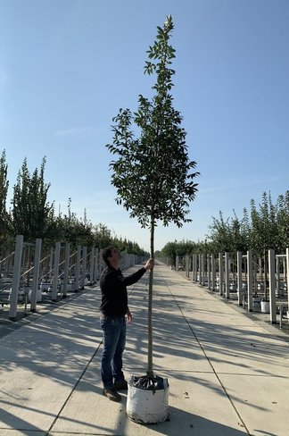 Gemeine Esche | Fraxinus excelsior