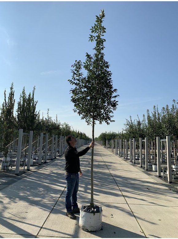 Gemeine Esche | Fraxinus excelsior Gemeine Esche | Fraxinus excelsior