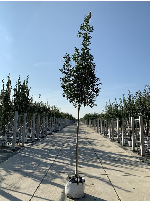 Gemeine Esche | Fraxinus excelsior Gemeine Esche | Fraxinus excelsior
