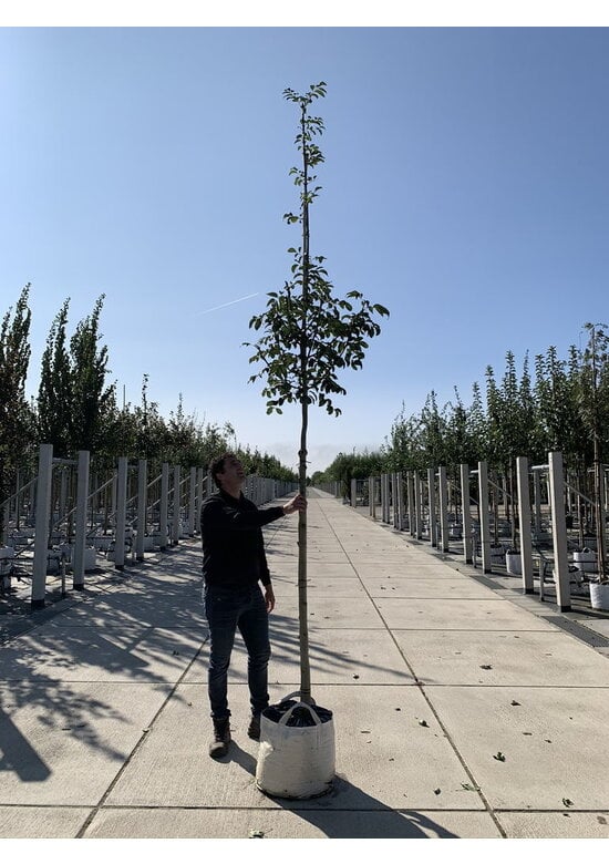 Blumenesche | Fraxinus ornus