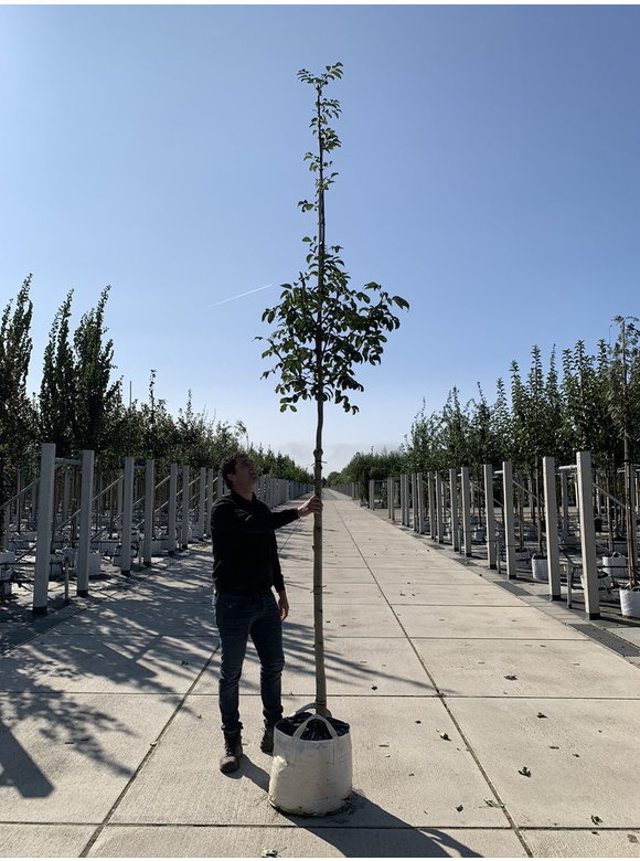 Blumenesche | Fraxinus ornus Blumenesche | Fraxinus ornus
