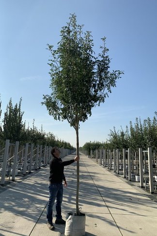 Blumenesche 'Obelisk' | Fraxinus ornus 'Obelisk'