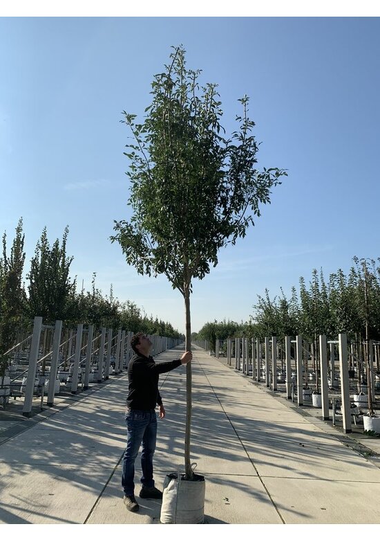 Blumenesche 'Obelisk' | Fraxinus ornus 'Obelisk'