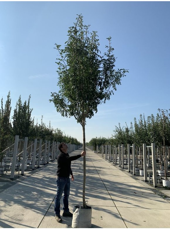 Blumenesche 'Obelisk' | Fraxinus ornus 'Obelisk' Blumenesche 'Obelisk' | Fraxinus ornus 'Obelisk'