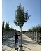 Blumenesche 'Obelisk' | Fraxinus ornus 'Obelisk'