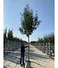 Blumenesche 'Obelisk' | Fraxinus ornus 'Obelisk'