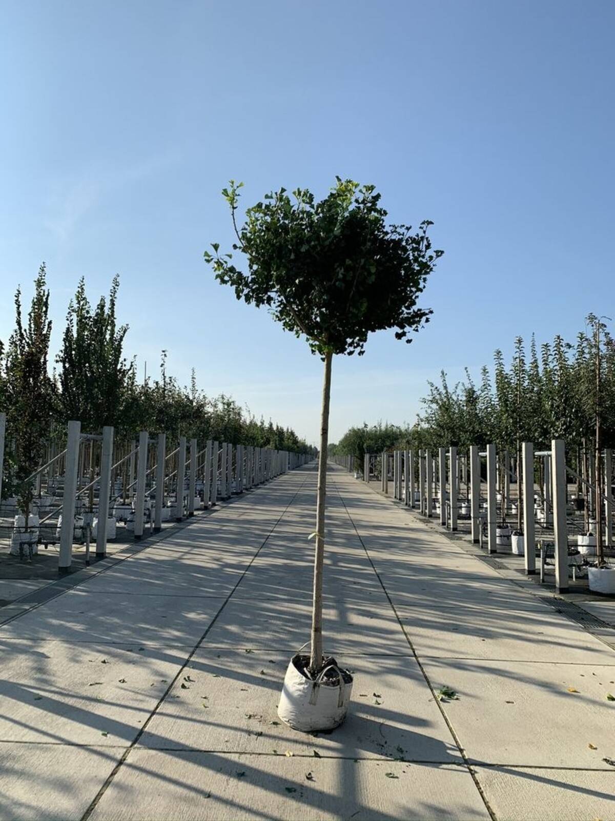 Kugel-Ginkgobaum - Fächerblattbaum 'Mariken'