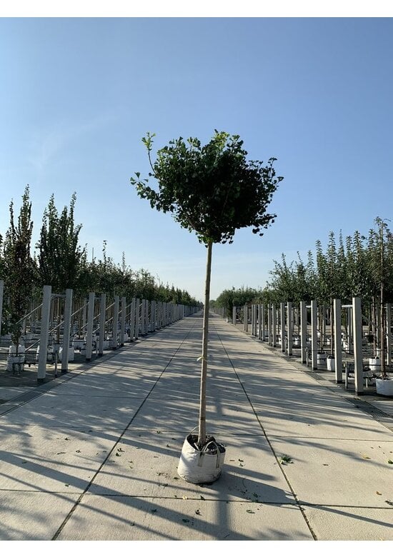 Kugel-Ginkgobaum - Fächerblattbaum 'Mariken' | Ginkgo biloba 'Mariken'