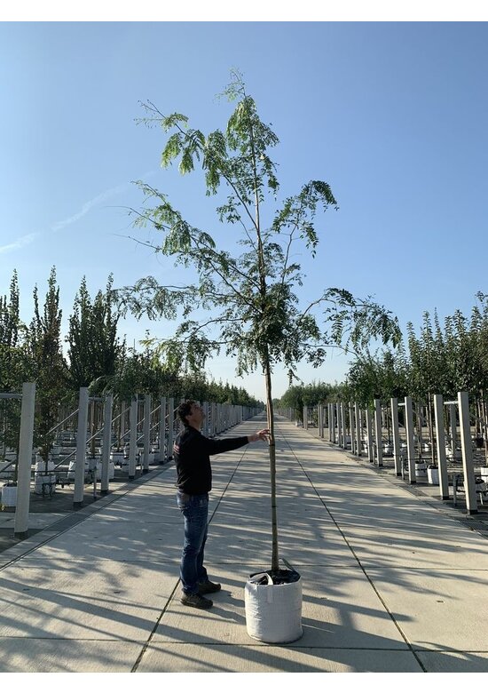 Dornenloser Lederhülsenbaum 'Inermis' | Gleditsia triacanthos 'Inermis'