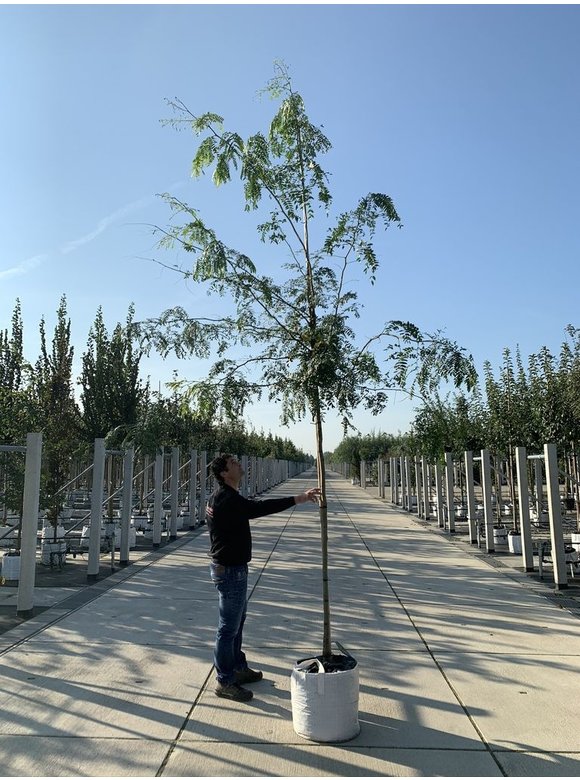 Dornenloser Lederhülsenbaum 'Inermis' | Gleditsia triacanthos 'Inermis' Dornenloser Lederhülsenbaum 'Inermis' | Gleditsia triacanthos 'Inermis'