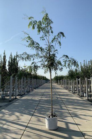 Dornenloser Lederhülsenbaum 'Inermis' | Gleditsia triacanthos 'Inermis' Dornenloser Lederhülsenbaum 'Inermis' | Gleditsia triacanthos 'Inermis'