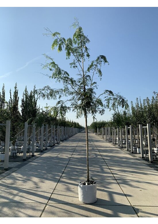 Dornenloser Lederhülsenbaum 'Inermis' | Gleditsia triacanthos 'Inermis'