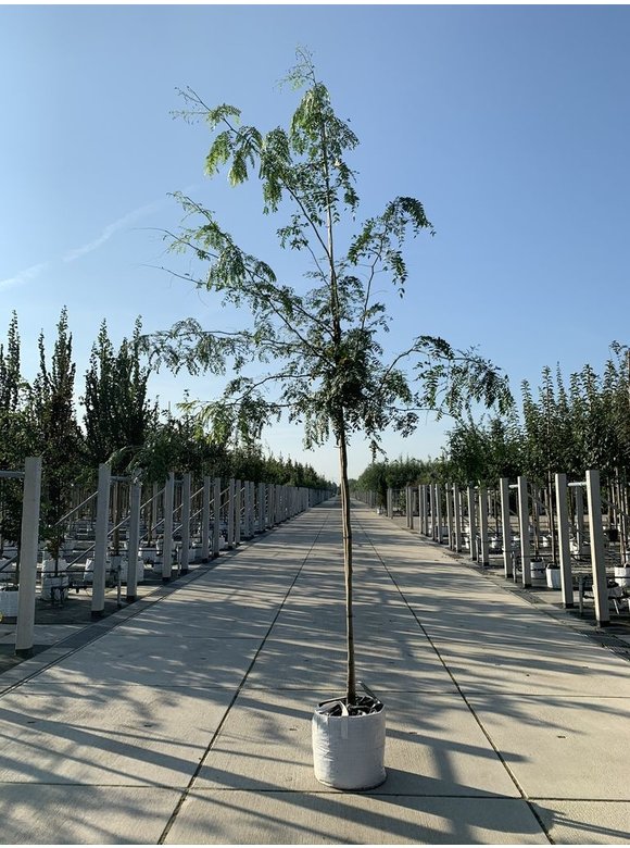 Dornenloser Lederhülsenbaum 'Inermis' | Gleditsia triacanthos 'Inermis' Dornenloser Lederhülsenbaum 'Inermis' | Gleditsia triacanthos 'Inermis'