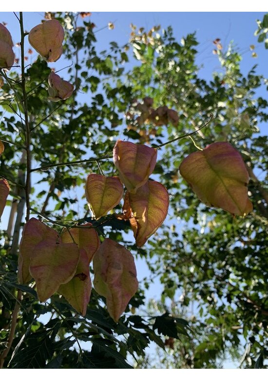 Blasenesche | Koelreuteria paniculata Blasenesche | Koelreuteria paniculata