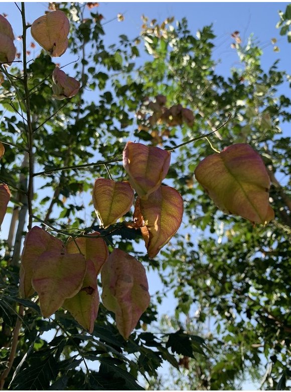 Blasenbaum - Blasenesche | Koelreuteria paniculata Blasenbaum - Blasenesche | Koelreuteria paniculata