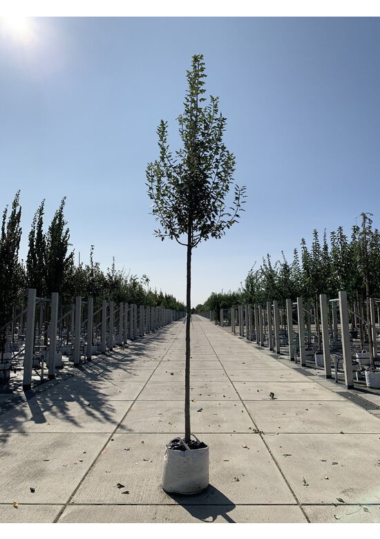 Dreilappiger Zierapfel | Malus trilobata