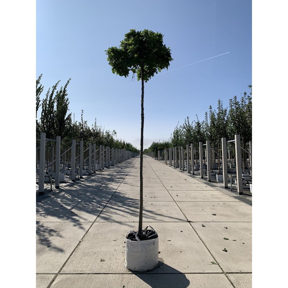 Kugelsumpfeiche Green Dwarf kaufen? Einfach online bestellen Venovi