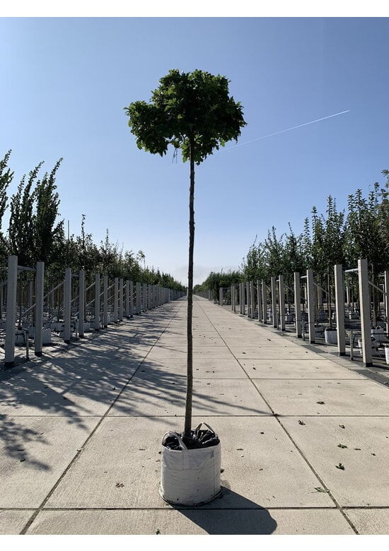 Kugelsumpfeiche 'Green Dwarf' | Quercus palustris 'Green Dwarf'