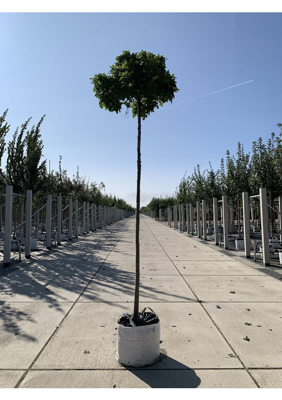 Kugelsumpfeiche 'Green Dwarf' | Quercus palustris 'Green Dwarf'