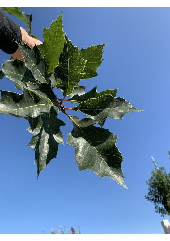 Amerikanische Roteiche | Quercus rubra