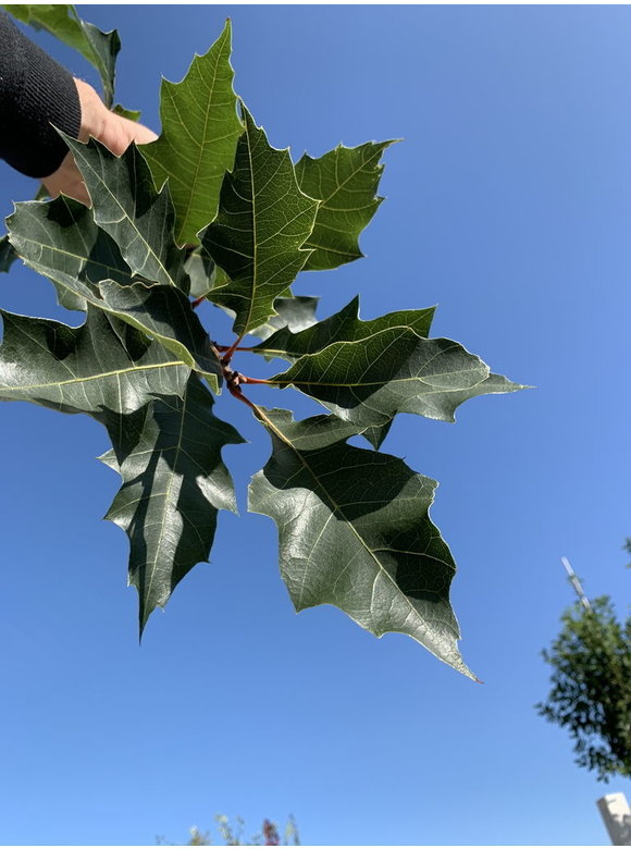 Amerikanische Rot-Eiche | Quercus rubra Amerikanische Rot-Eiche | Quercus rubra