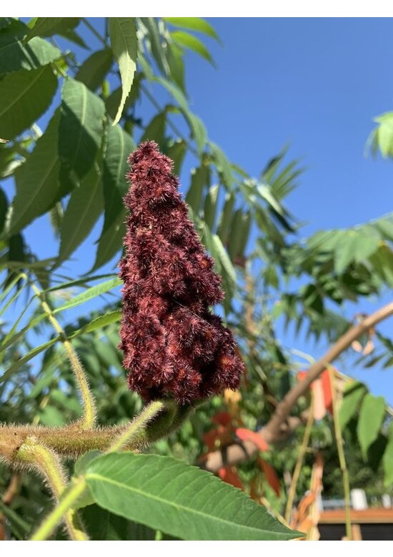 Essigbaum | Rhus typhina