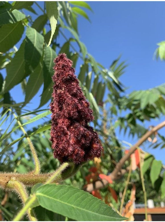 Essig-Baum - Hirschkolben-Sumach | Rhus typhina Essig-Baum - Hirschkolben-Sumach | Rhus typhina