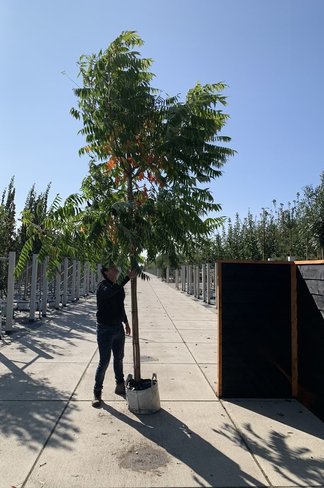 Essigbaum | Rhus typhina