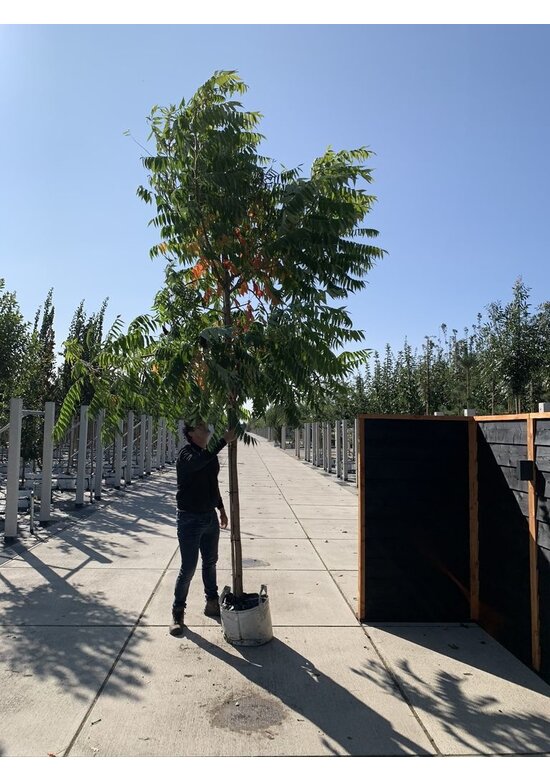 Essigbaum | Rhus typhina