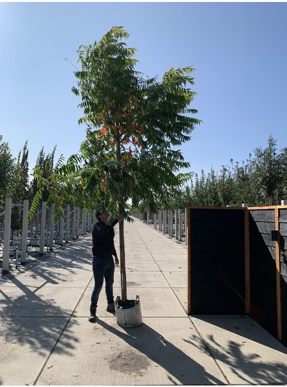Essig-Baum - Hirschkolben-Sumach | Rhus typhina Essig-Baum - Hirschkolben-Sumach | Rhus typhina