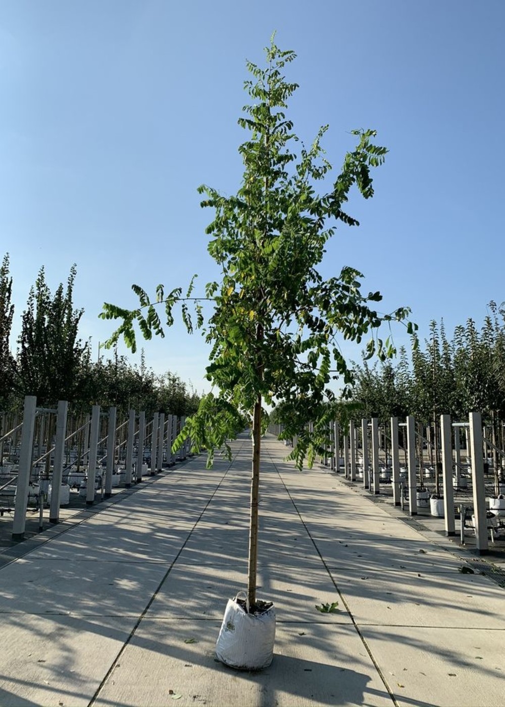 Scheinakazie | Robinia pseudoacacia Scheinakazie | Robinia pseudoacacia